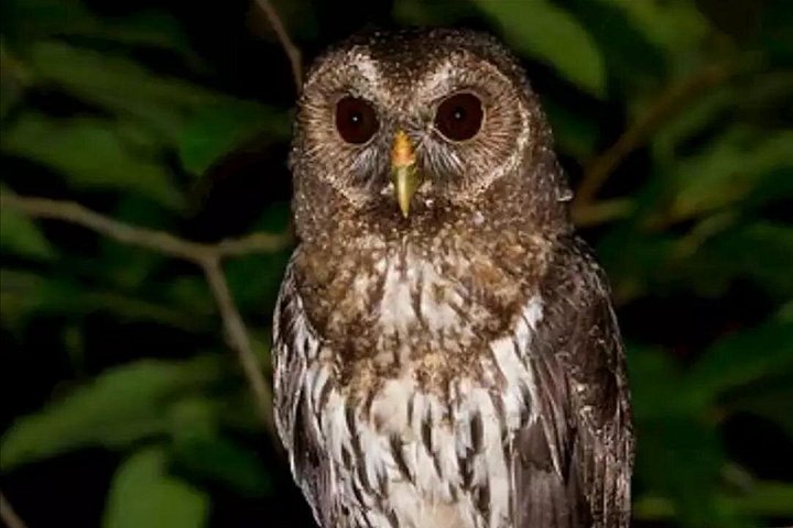 Tour de nuit dans la forêt de nuages de Monteverde, Costa Rica, observation de la faune nocturne, photo 18 | wizardtrip