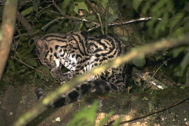 Tour de nuit dans la forêt de nuages de Monteverde, Costa Rica, observation de la faune nocturne, photo 20 | wizardtrip