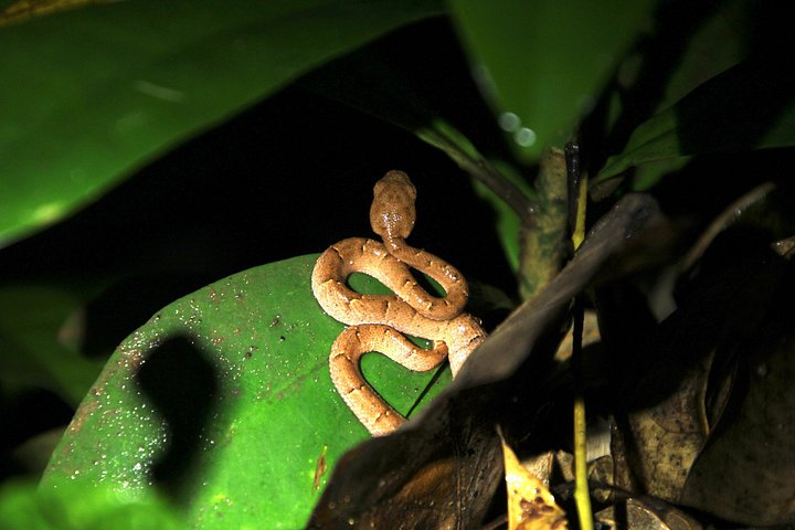 Tour de nuit dans la forêt de nuages de Monteverde, Costa Rica, observation de la faune nocturne, photo 21 | wizardtrip