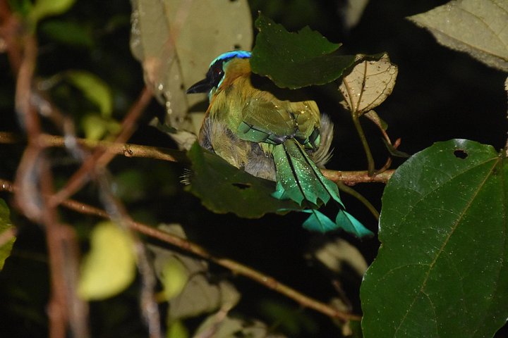 Tour de nuit dans la forêt de nuages de Monteverde, Costa Rica, observation de la faune nocturne, photo 22 | wizardtrip