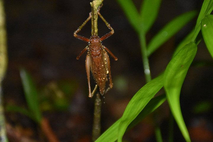 Tour de nuit dans la forêt de nuages de Monteverde, Costa Rica, observation de la faune nocturne, photo 23 | wizardtrip