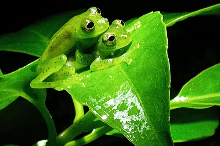 Tour de nuit dans la forêt de nuages de Monteverde, Costa Rica, observation de la faune nocturne, photo 24 | wizardtrip