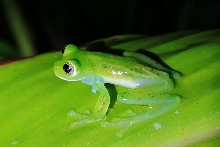 Tour de nuit dans la forêt de nuages de Monteverde, Costa Rica, observation de la faune nocturne, photo 25 | wizardtrip