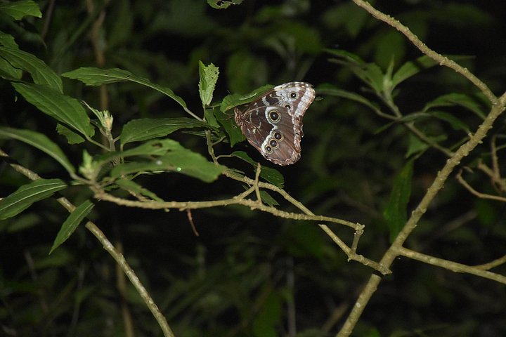 Tour de nuit dans la forêt de nuages de Monteverde, Costa Rica, observation de la faune nocturne, photo 26 | wizardtrip