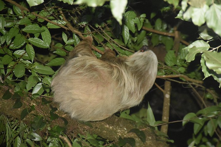 Tour de nuit dans la forêt de nuages de Monteverde, Costa Rica, observation de la faune nocturne, photo 27 | wizardtrip