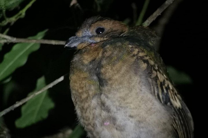 Tour de nuit dans la forêt de nuages de Monteverde, Costa Rica, observation de la faune nocturne, photo 28 | wizardtrip