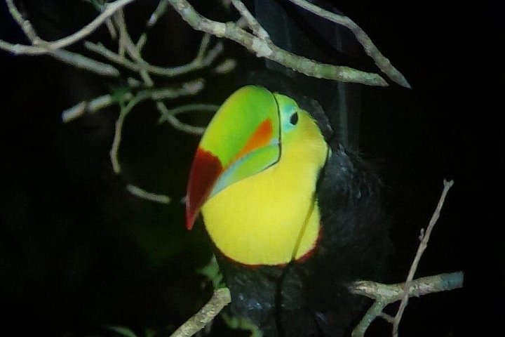 Tour de nuit dans la forêt de nuages de Monteverde, Costa Rica, observation de la faune nocturne, photo 29 | wizardtrip