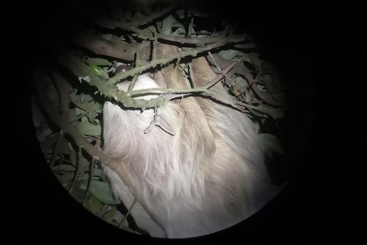 Tour de nuit dans la forêt de nuages de Monteverde, Costa Rica, observation de la faune nocturne, photo 30 | wizardtrip