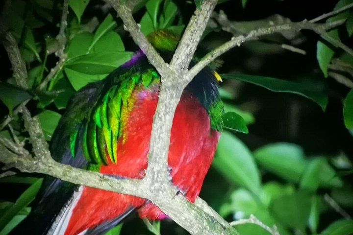 Tour de nuit dans la forêt de nuages de Monteverde, Costa Rica, observation de la faune nocturne, photo 31 | wizardtrip