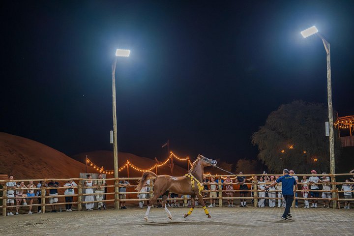 Avventura in quad nel deserto di Dubai con giri in cammello, cena BBQ e osservazione delle stelle, foto 28 | wizardtrip