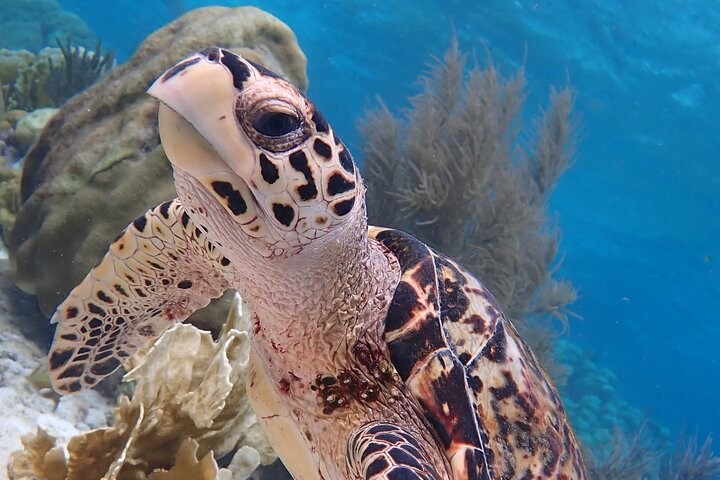 Schnorcheltour Klein Bonaire mit kleinen Gruppen | wizardtrip