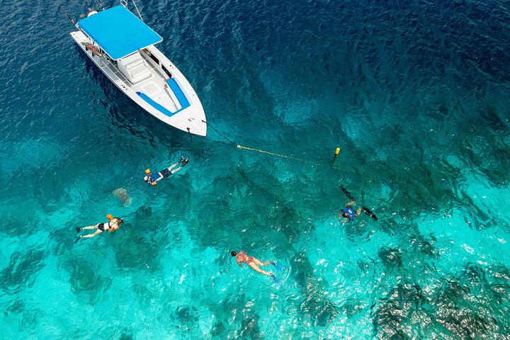 Schnorcheltour für kleine Gruppen im Meerespark von Bonaire mit lebendigen Korallenriffen und vielfältigem Meeresleben, Foto 5 | wizardtrip