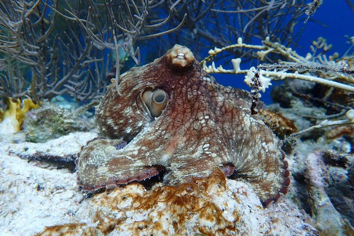 Schnorcheltour für kleine Gruppen im Meerespark von Bonaire mit lebendigen Korallenriffen und vielfältigem Meeresleben, Foto 6 | wizardtrip