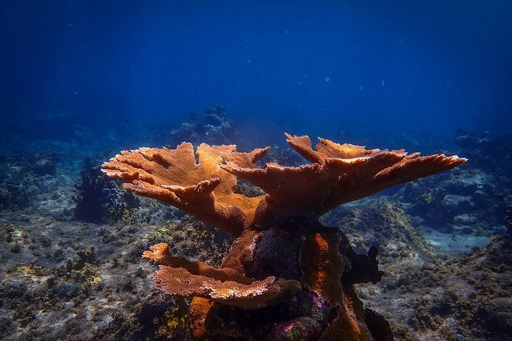 Schnorcheltour für kleine Gruppen im Meerespark von Bonaire mit lebendigen Korallenriffen und vielfältigem Meeresleben, Foto 7 | wizardtrip