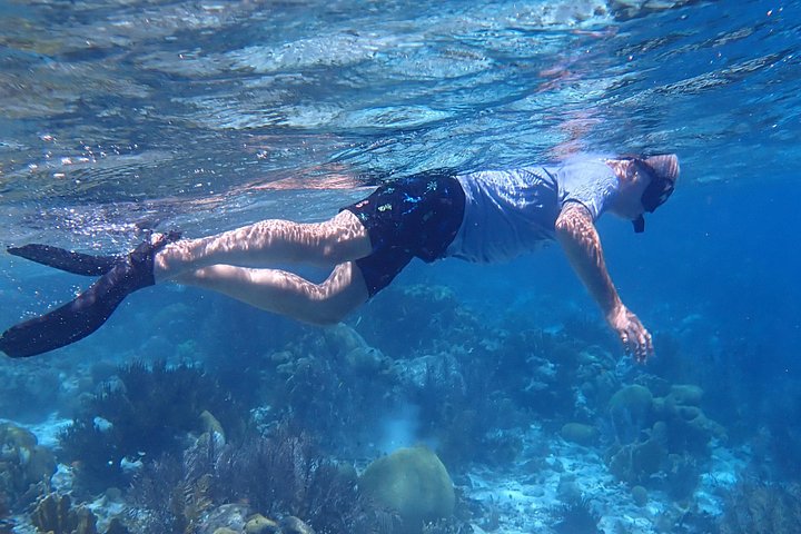 Schnorcheltour für kleine Gruppen im Meerespark von Bonaire mit lebendigen Korallenriffen und vielfältigem Meeresleben, Foto 8 | wizardtrip