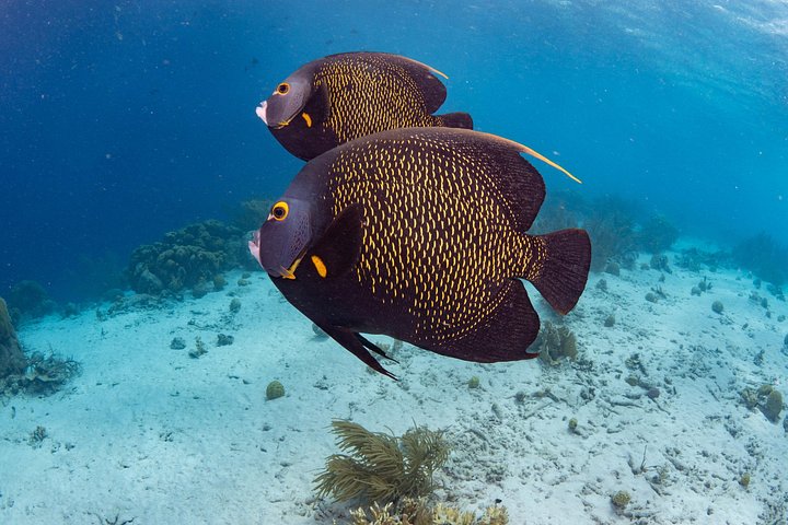 Schnorcheltour für kleine Gruppen im Meerespark von Bonaire mit lebendigen Korallenriffen und vielfältigem Meeresleben, Foto 9 | wizardtrip