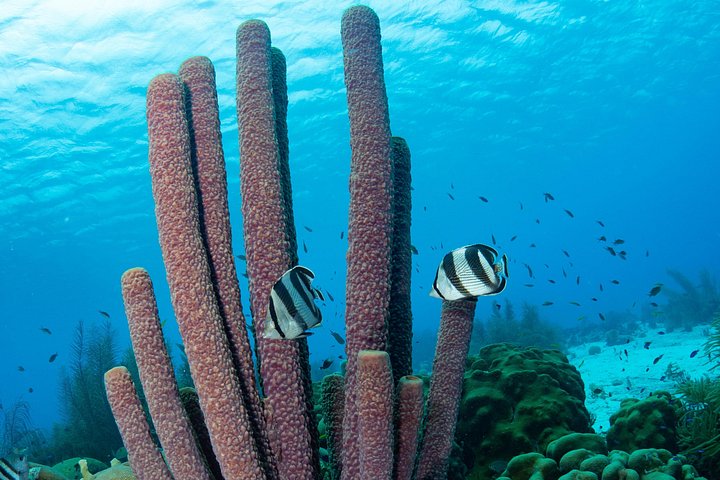 Schnorcheltour für kleine Gruppen im Meerespark von Bonaire mit lebendigen Korallenriffen und vielfältigem Meeresleben, Foto 10 | wizardtrip