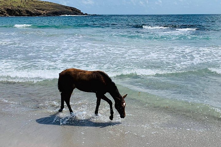 Privé paardrijtocht langs de ongerepte kustlijn van St. Lucia, foto 5 | wizardtrip