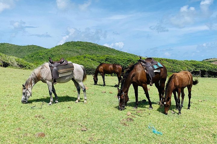 Privé paardrijtocht langs de ongerepte kustlijn van St. Lucia, foto 6 | wizardtrip