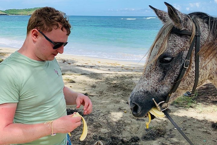 Privé paardrijtocht langs de ongerepte kustlijn van St. Lucia, foto 8 | wizardtrip