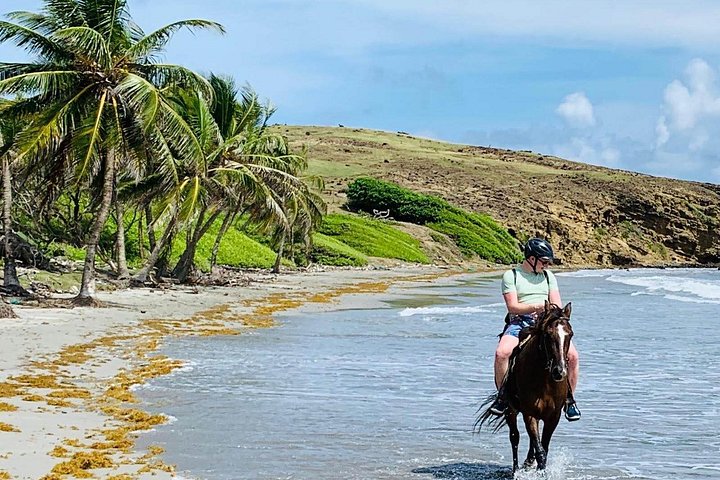Privé paardrijtocht langs de ongerepte kustlijn van St. Lucia, foto 14 | wizardtrip