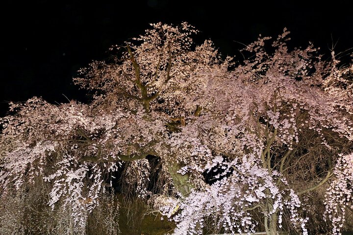 Passeio noturno a pé pelo histórico distrito das gueixas de Gion, em Kyoto, explorando templos e ruas tradicionais, foto 8 | wizardtrip