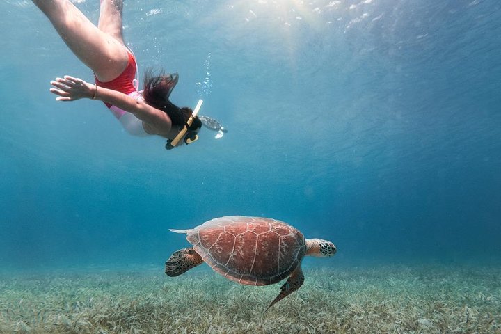 Aventura de dia inteiro na Ilha de Culebra com snorkel, tartarugas marinhas e Praia Flamenco, foto 6 | wizardtrip