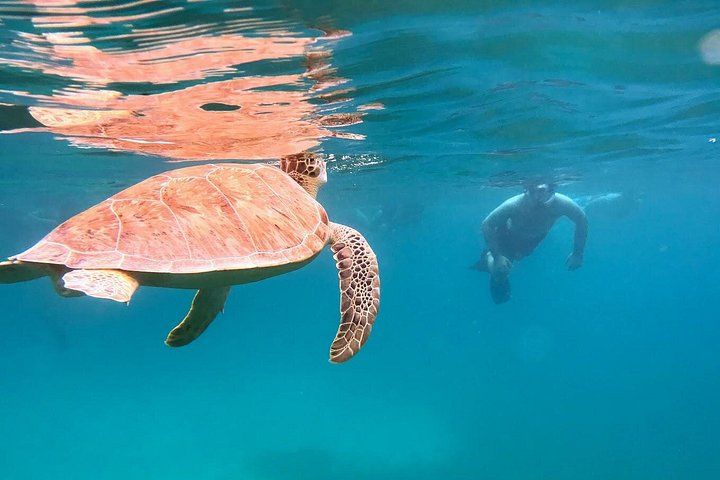 Aventura de dia inteiro na Ilha de Culebra com snorkel, tartarugas marinhas e Praia Flamenco, foto 9 | wizardtrip