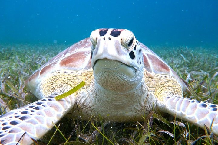 Aventura de dia inteiro na Ilha de Culebra com snorkel, tartarugas marinhas e Praia Flamenco, foto 10 | wizardtrip