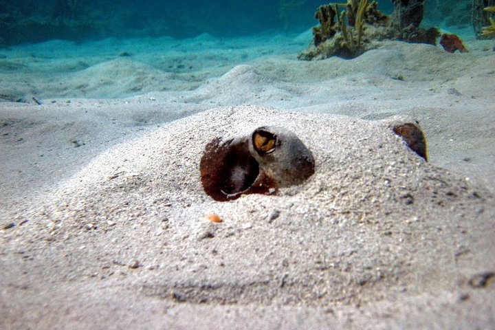 Aventura de dia inteiro na Ilha de Culebra com snorkel, tartarugas marinhas e Praia Flamenco, foto 11 | wizardtrip