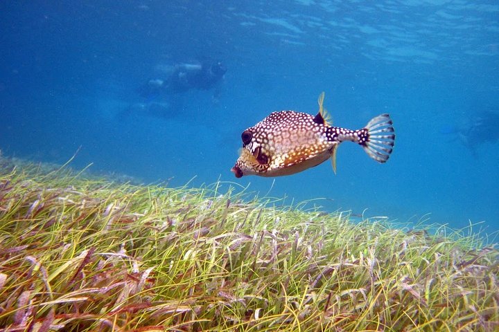Aventura de dia inteiro na Ilha de Culebra com snorkel, tartarugas marinhas e Praia Flamenco, foto 13 | wizardtrip