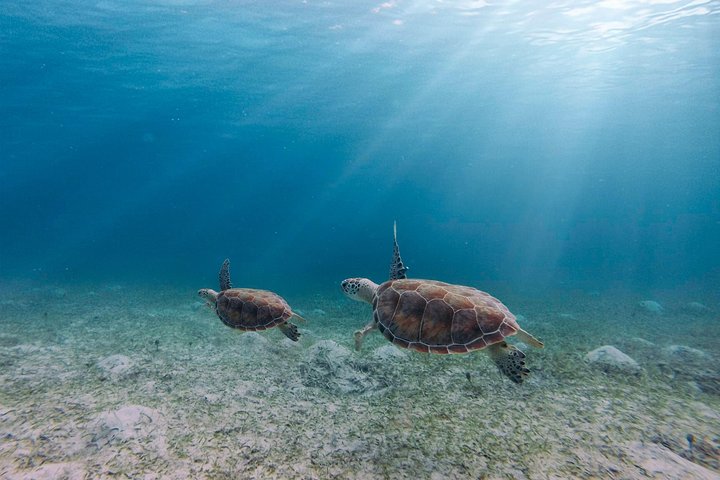 Aventura de dia inteiro na Ilha de Culebra com snorkel, tartarugas marinhas e Praia Flamenco, foto 17 | wizardtrip