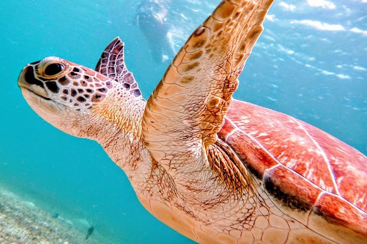 Aventura de dia inteiro na Ilha de Culebra com snorkel, tartarugas marinhas e Praia Flamenco, foto 18 | wizardtrip