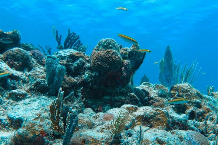 Aventura de dia inteiro na Ilha de Culebra com snorkel, tartarugas marinhas e Praia Flamenco, foto 19 | wizardtrip
