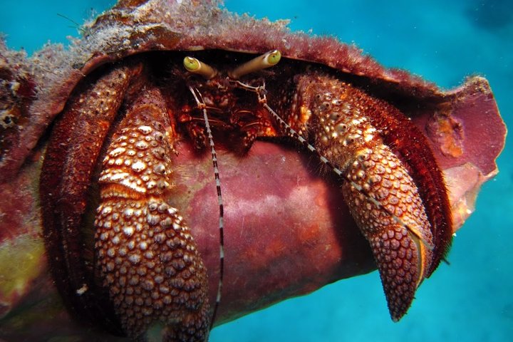 Aventura de dia inteiro na Ilha de Culebra com snorkel, tartarugas marinhas e Praia Flamenco, foto 20 | wizardtrip