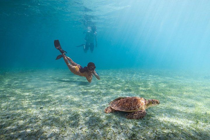 Aventura de dia inteiro na Ilha de Culebra com snorkel, tartarugas marinhas e Praia Flamenco, foto 25 | wizardtrip