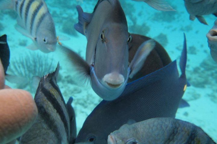 Expérience Stingray City et 2 arrêts snorkeling sur Grand Cayman | wizardtrip