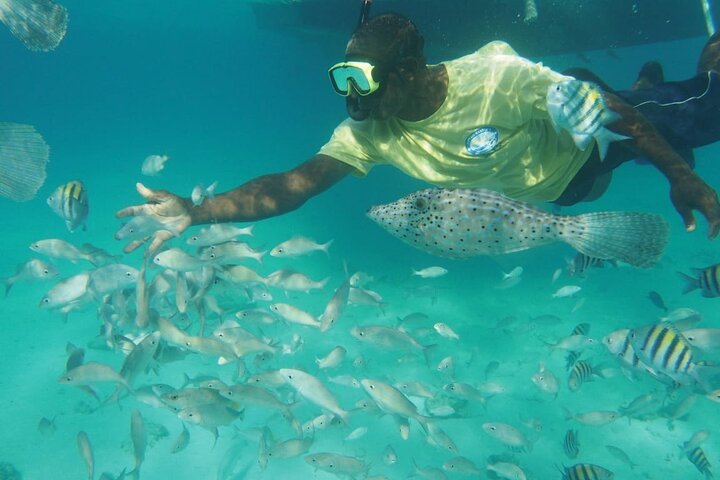 Découvrez Stingray City et le snorkeling dans les eaux turquoise claires de Grand Cayman, photo 7 | wizardtrip
