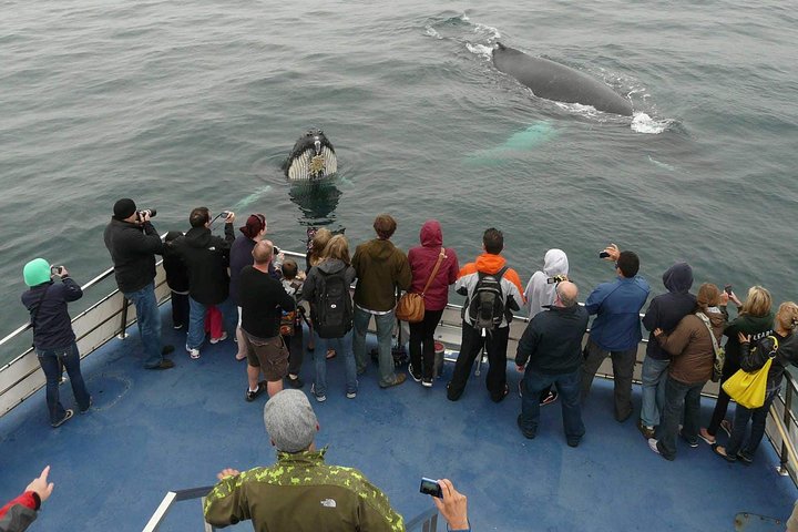 Puffin & Marine Wildlife Boat Tour | wizardtrip