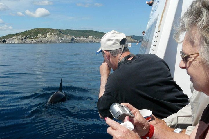 Bådtur i Newfoundland for at se lunder, hvaler og isbjerge, foto 6 | wizardtrip
