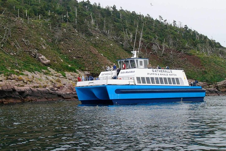 Bådtur i Newfoundland for at se lunder, hvaler og isbjerge, foto 7 | wizardtrip