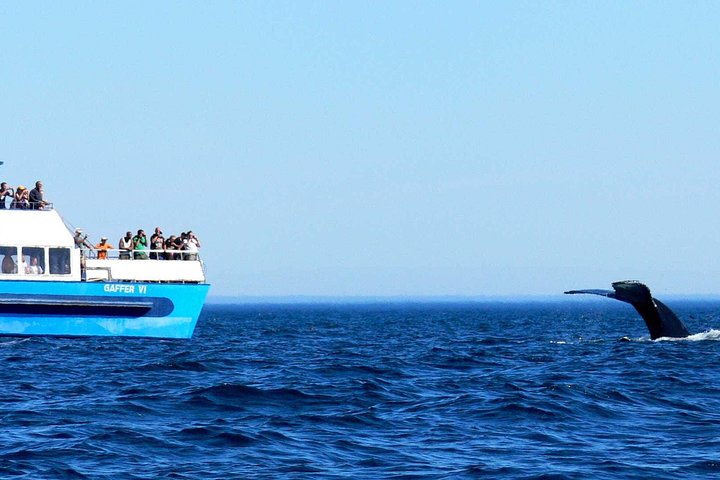 Bådtur i Newfoundland for at se lunder, hvaler og isbjerge, foto 8 | wizardtrip