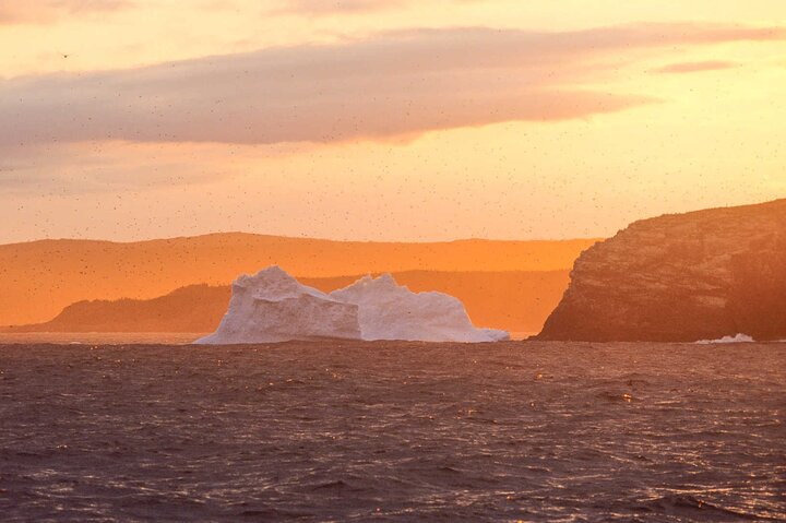 Bådtur i Newfoundland for at se lunder, hvaler og isbjerge, foto 11 | wizardtrip