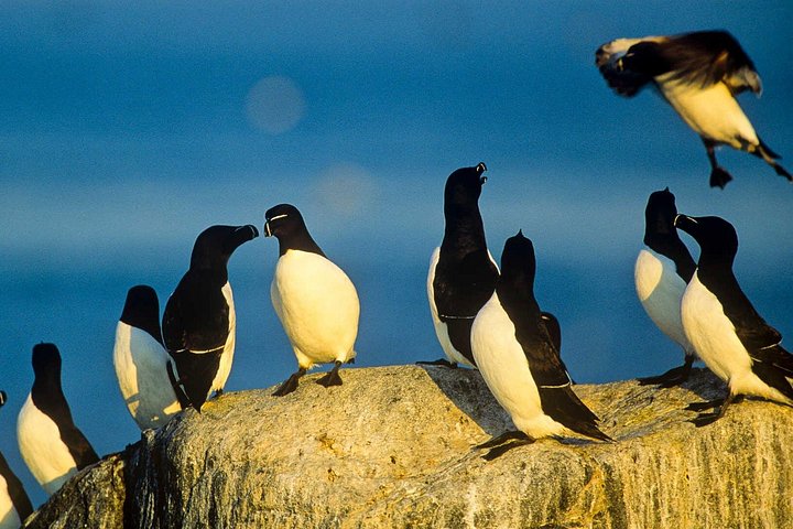 Bådtur i Newfoundland for at se lunder, hvaler og isbjerge, foto 13 | wizardtrip