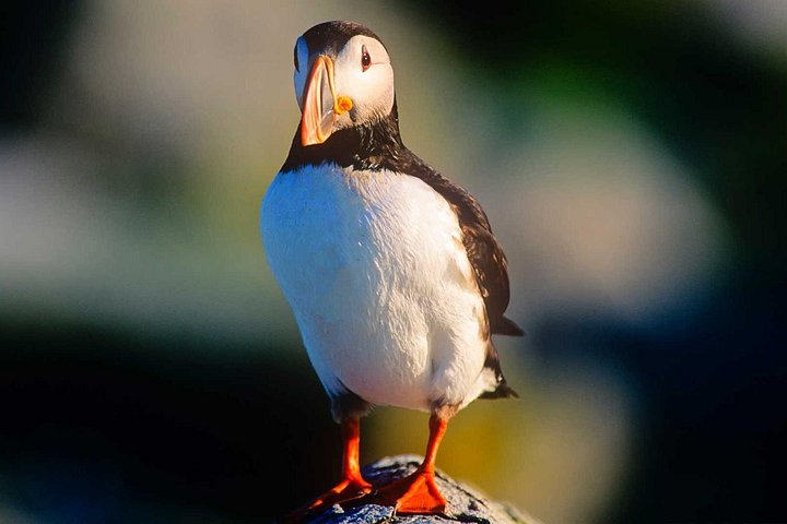 Bådtur i Newfoundland for at se lunder, hvaler og isbjerge, foto 15 | wizardtrip