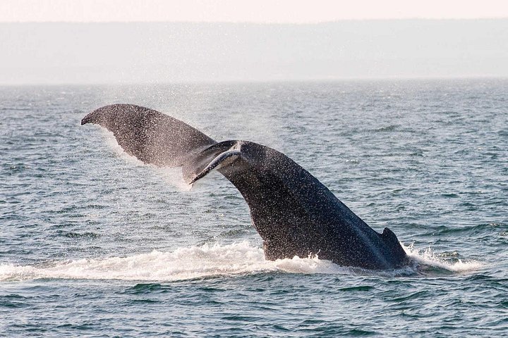Bådtur i Newfoundland for at se lunder, hvaler og isbjerge, foto 16 | wizardtrip