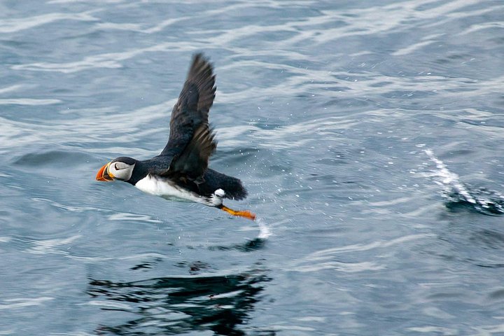 Bådtur i Newfoundland for at se lunder, hvaler og isbjerge, foto 17 | wizardtrip