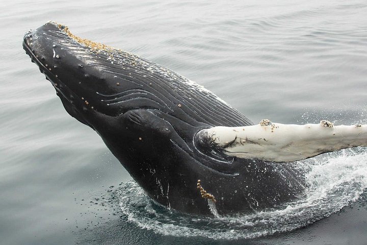 Bådtur i Newfoundland for at se lunder, hvaler og isbjerge, foto 18 | wizardtrip