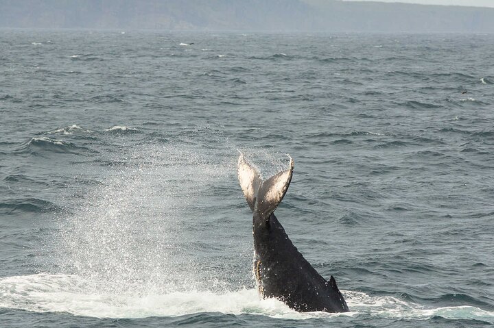 Bådtur i Newfoundland for at se lunder, hvaler og isbjerge, foto 19 | wizardtrip