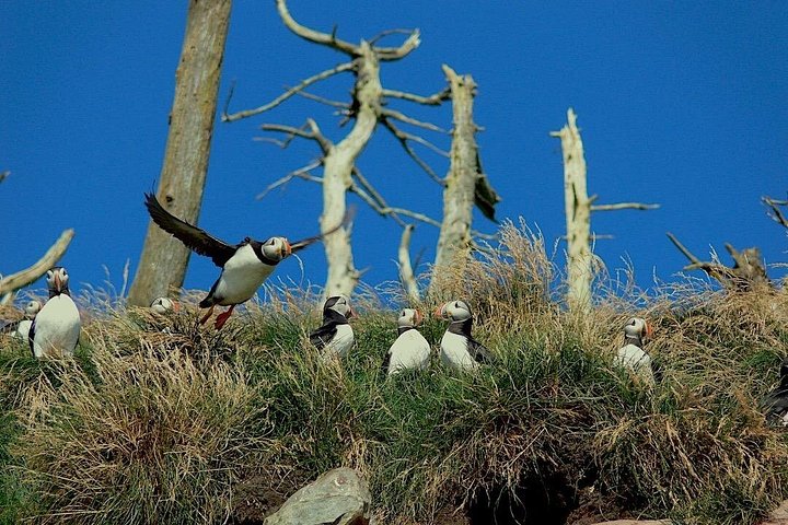Bådtur i Newfoundland for at se lunder, hvaler og isbjerge, foto 20 | wizardtrip